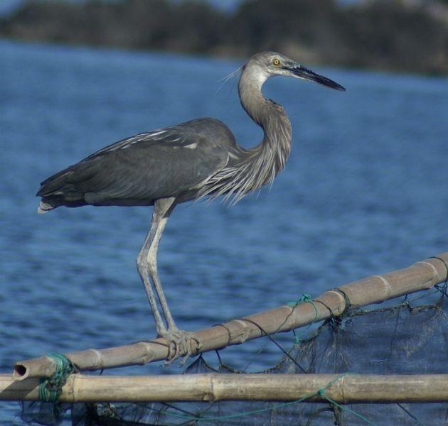 Singapore's tallest bird at Pulau Semakau