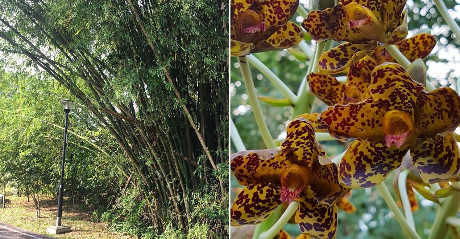 greenery and orchids