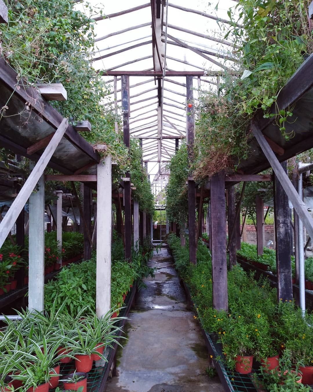 101 things to do in Singapore urban farm