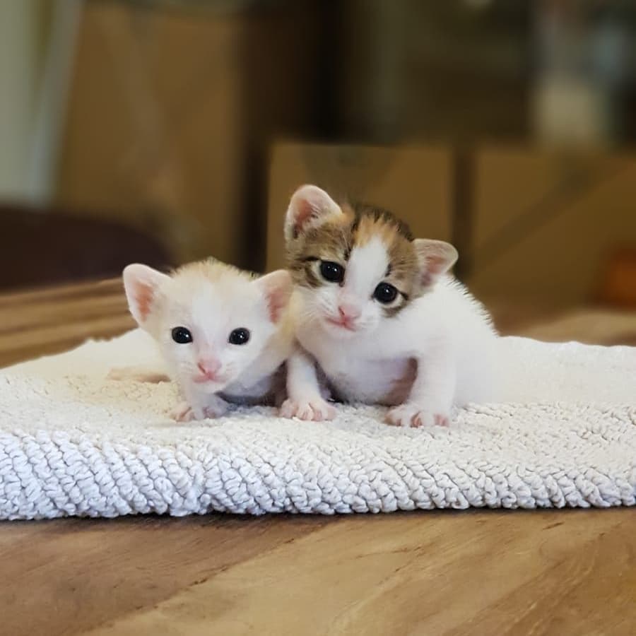 kittens at Kitten Sanctuary Singapore