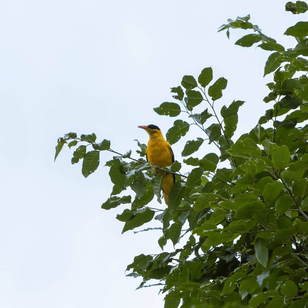 Birdwatching at Bedok Reservoir