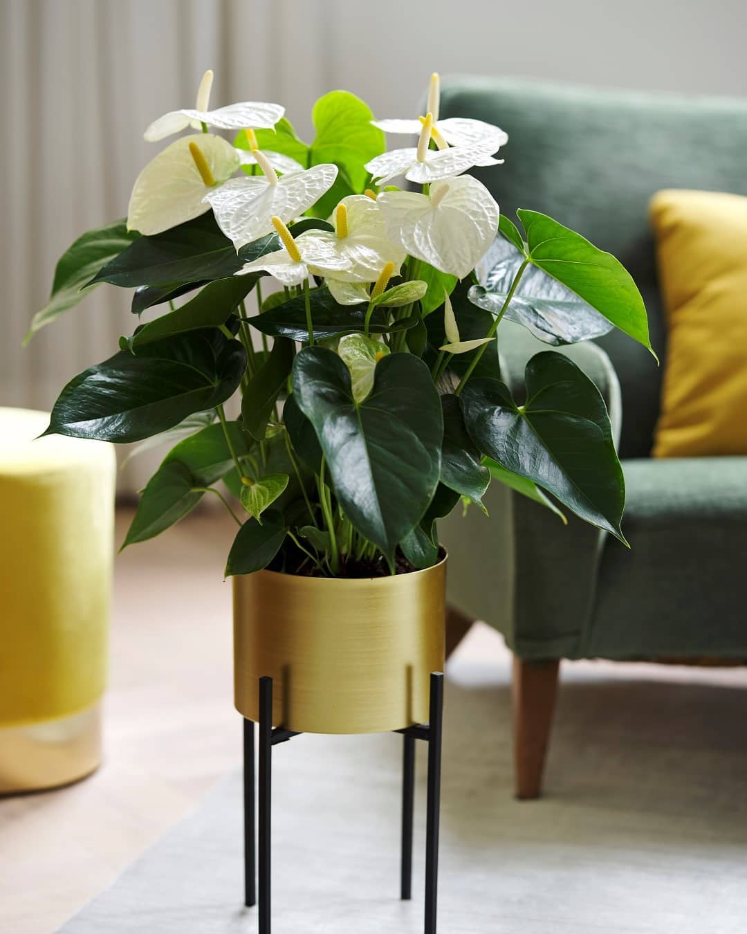 indoor flowering plants