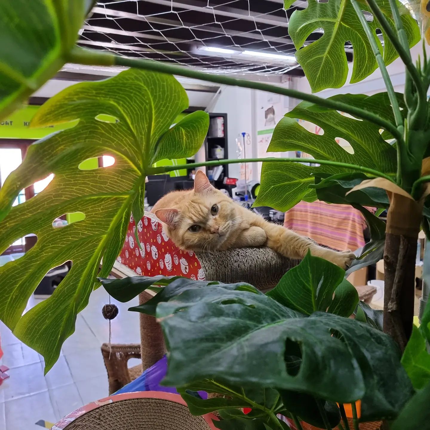 kitten-sanctuary