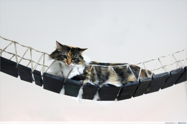 cat-museum-academy