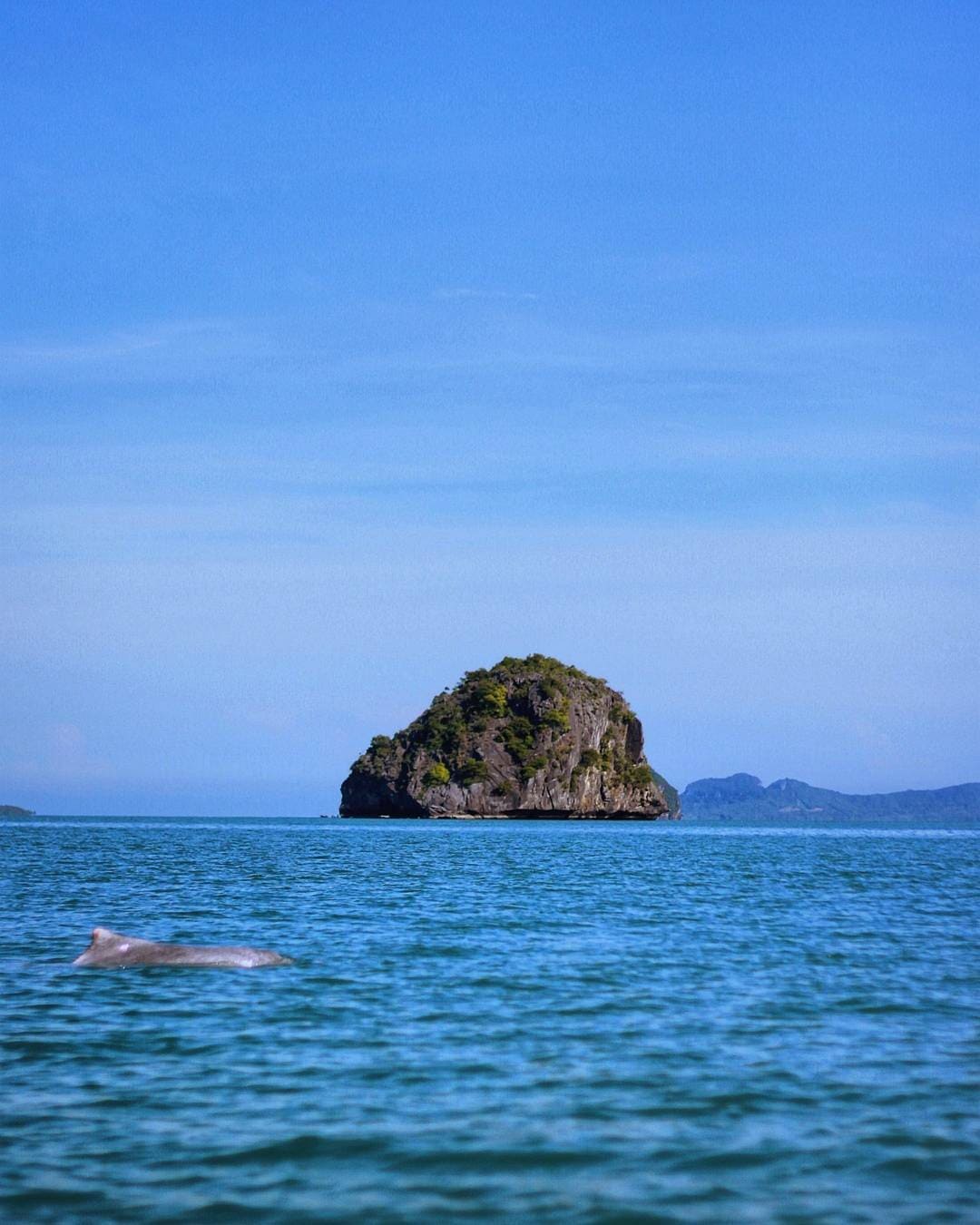 Khanom - pink dolphin