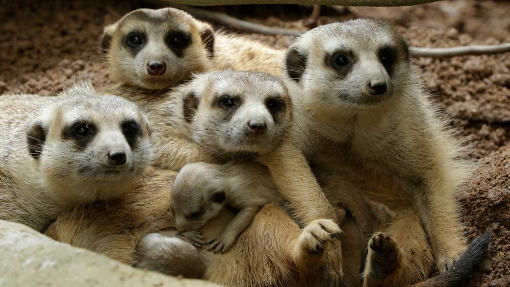 Singapore Zoo Guide - animals