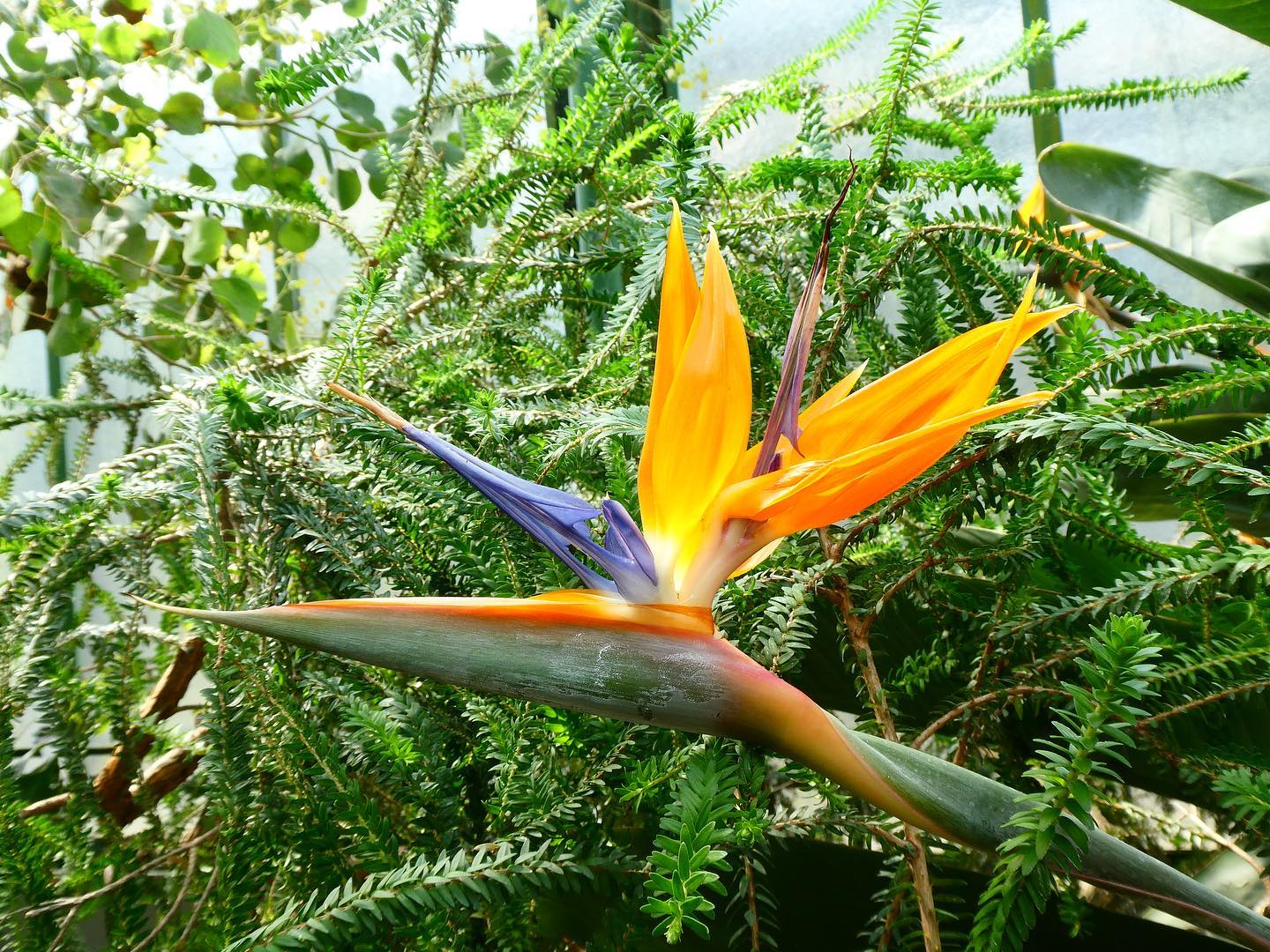 bird of paradise flower