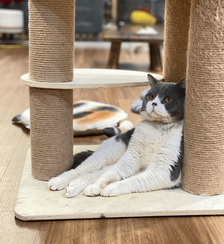 things to do february sgcathouse